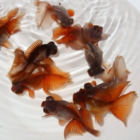 金魚の商品一覧 | フルタニ金魚倶楽部