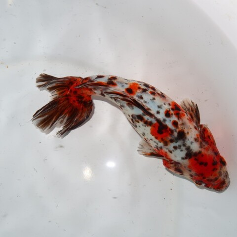 金魚の商品一覧 | フルタニ金魚倶楽部