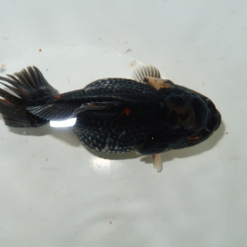 DA803 織賓名錦集　定価¥212,500 012S0084610_B_1600x.jpg?v=