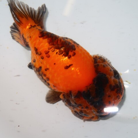 金魚の商品一覧 | フルタニ金魚倶楽部