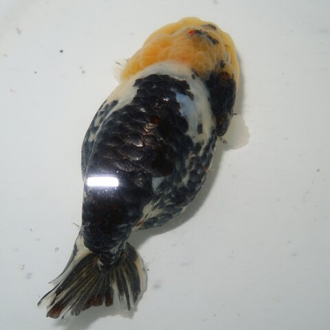 金魚の商品一覧 | フルタニ金魚倶楽部