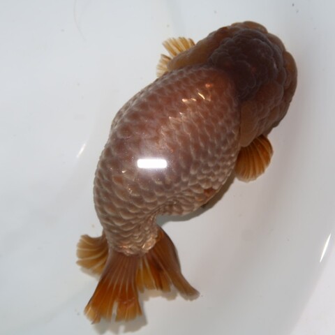 金魚の商品一覧 | フルタニ金魚倶楽部