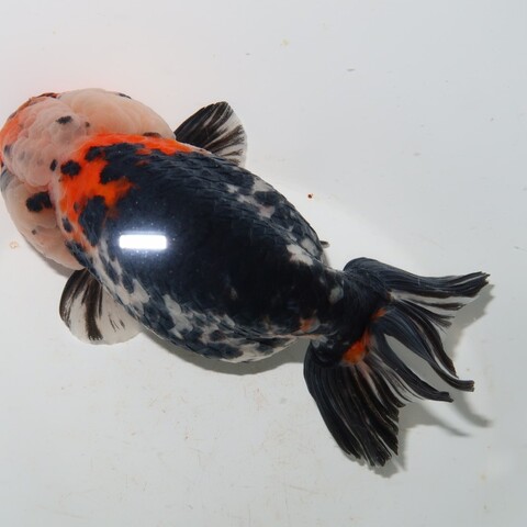 フルタニ金魚倶楽部