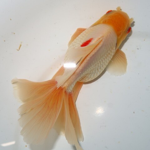 商品一覧 | フルタニ金魚倶楽部
