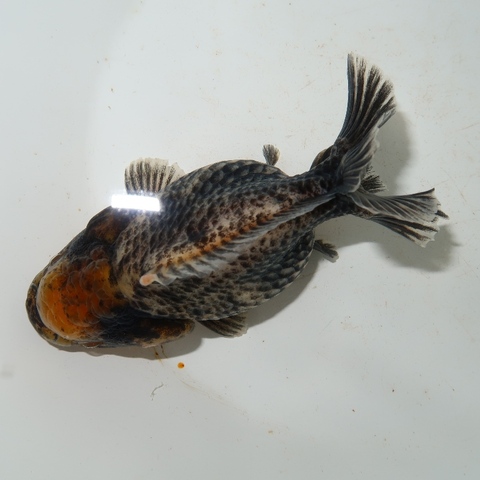 きんぎょページ 商品一覧 | フルタニ金魚倶楽部