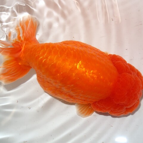 金魚の商品一覧 | フルタニ金魚倶楽部