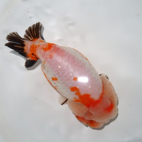 商品一覧 | フルタニ金魚倶楽部