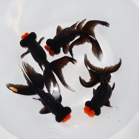 フルタニ金魚倶楽部