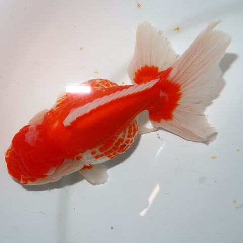 金魚の商品一覧 | フルタニ金魚倶楽部