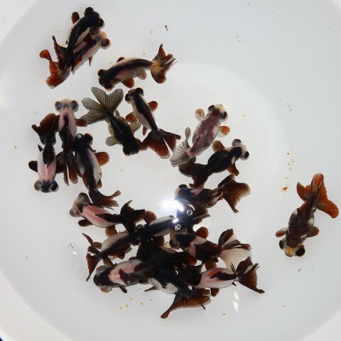 フルタニ金魚倶楽部