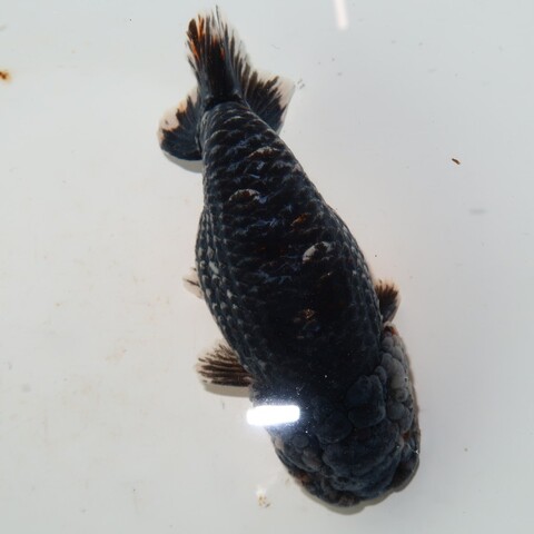 フルタニ金魚倶楽部