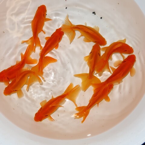 金魚ページ LUCKY CRAFT（ラッキークラフト） 金魚 姉金60F : ハピネット