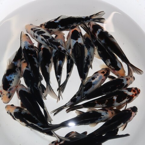 商品一覧 | フルタニ金魚倶楽部