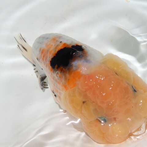 金魚の商品一覧 | フルタニ金魚倶楽部