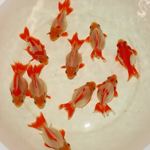 フルタニ金魚倶楽部