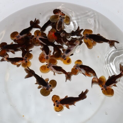 フルタニ金魚倶楽部