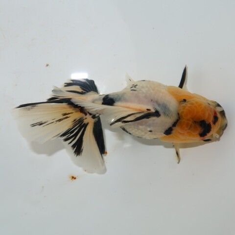 金魚の商品一覧 | フルタニ金魚倶楽部