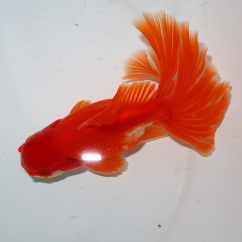 金魚の商品一覧 | フルタニ金魚倶楽部