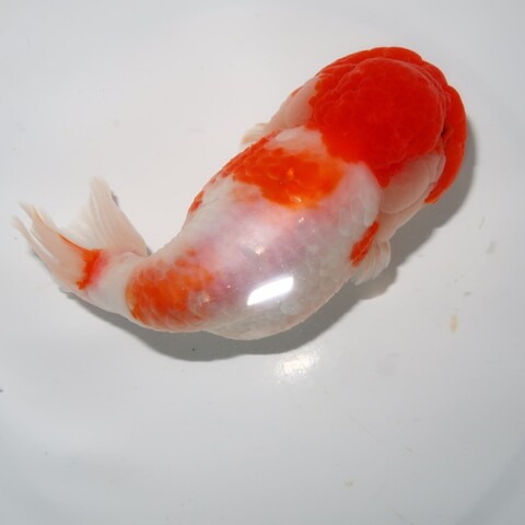 商品一覧 | フルタニ金魚倶楽部