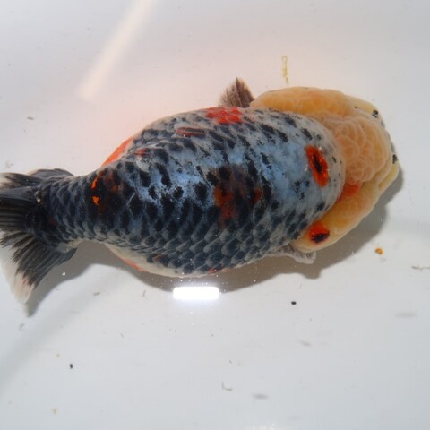 金魚の商品一覧 | フルタニ金魚倶楽部