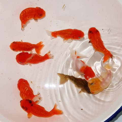 フルタニ金魚倶楽部