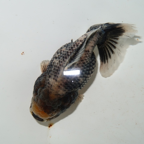 フルタニ金魚倶楽部