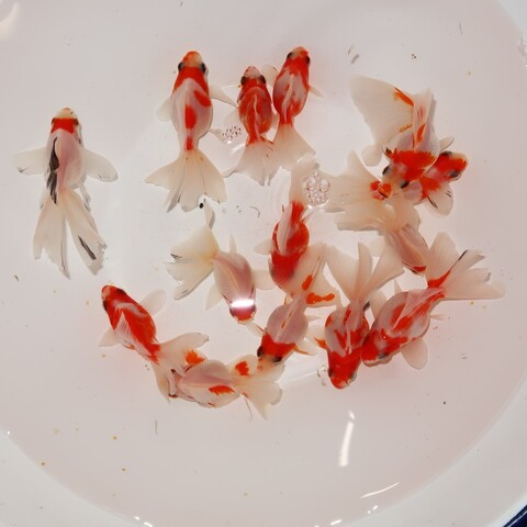 金魚の商品一覧 | フルタニ金魚倶楽部