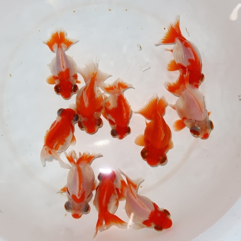 金魚シリーズ 金魚王子】更紗蝶尾 7±1cm前後 (個体番号：cde555) 金魚