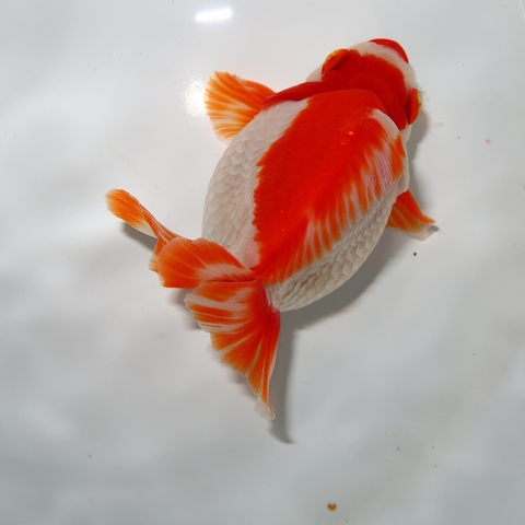 商品一覧 | フルタニ金魚倶楽部
