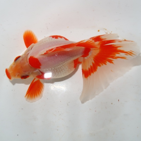 花木魚【35個まとめ】 mqdefault.jpg