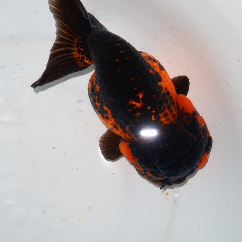フルタニ金魚倶楽部