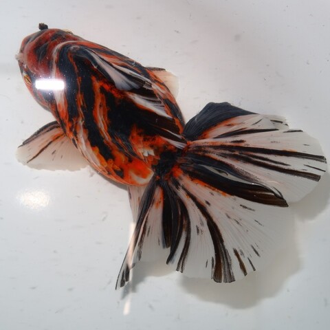 フルタニ金魚倶楽部