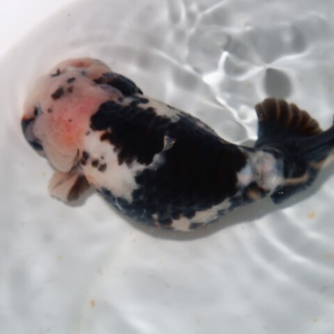 フルタニ金魚倶楽部