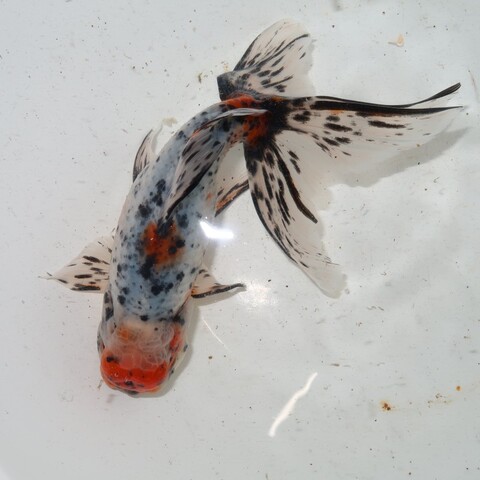 フルタニ金魚倶楽部