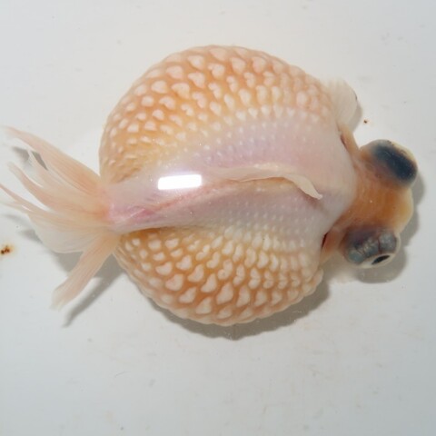 金魚の商品一覧 | フルタニ金魚倶楽部