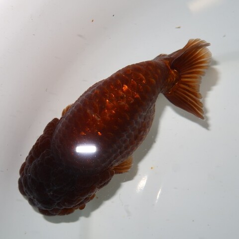 商品一覧 | フルタニ金魚倶楽部