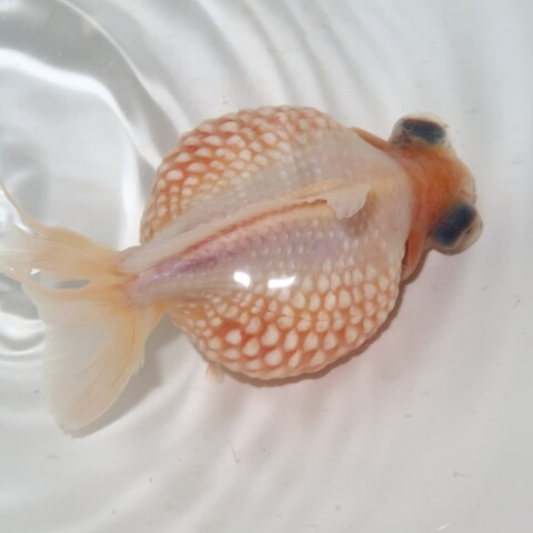 フルタニ金魚倶楽部