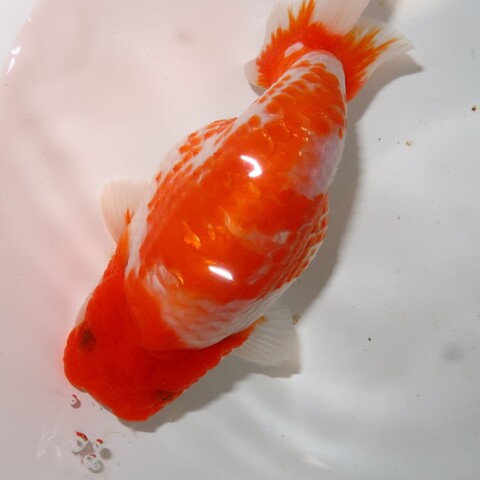 フルタニ金魚倶楽部