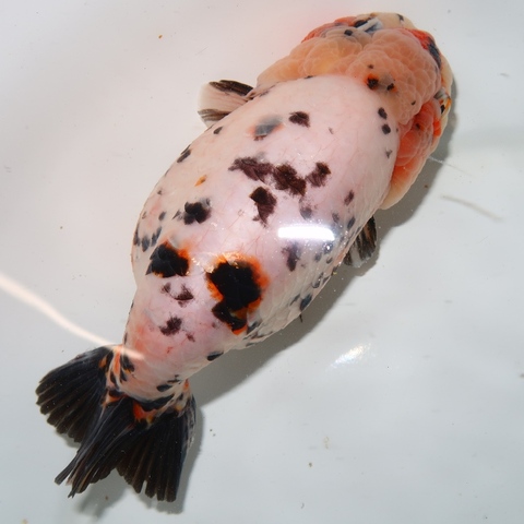 商品一覧 | フルタニ金魚倶楽部