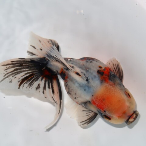 フルタニ金魚倶楽部