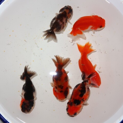 金魚の商品一覧 | フルタニ金魚倶楽部