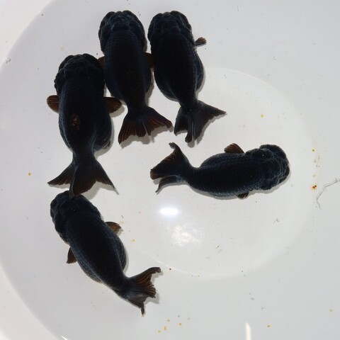 金魚の商品一覧 | フルタニ金魚倶楽部