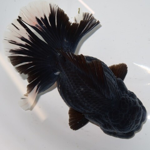 フルタニ金魚倶楽部