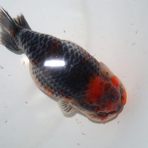 金魚の商品一覧 | フルタニ金魚倶楽部