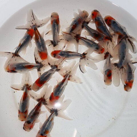 金魚ページ 91Jm9HW2QJL._AC_UF350,