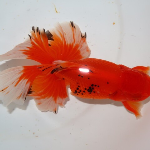 商品一覧 | フルタニ金魚倶楽部
