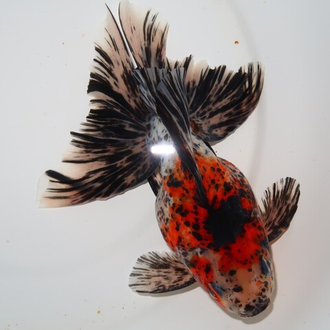 フルタニ金魚倶楽部