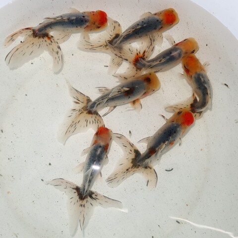 フルタニ金魚倶楽部