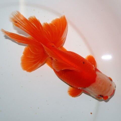 フルタニ金魚倶楽部