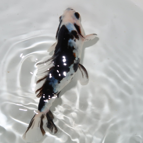 金魚の商品一覧 | フルタニ金魚倶楽部